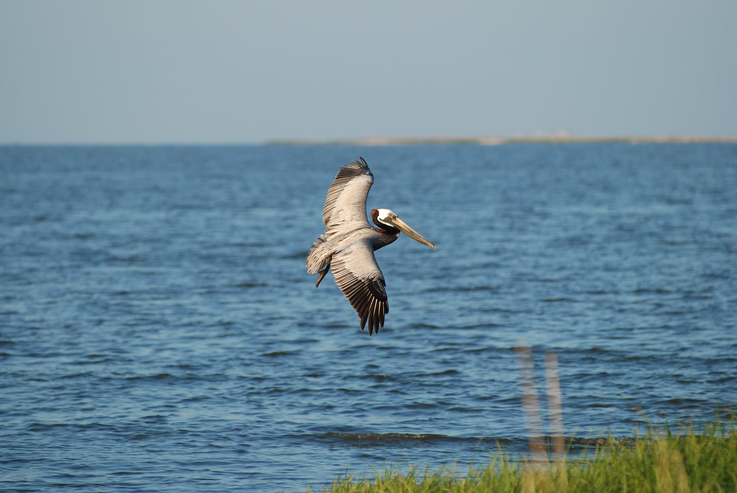 A Brown Pelican flying over water